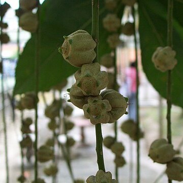 Barringtonia fusiformis unspecified picture