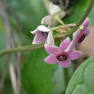 Heterostemma dalzellii unspecified picture