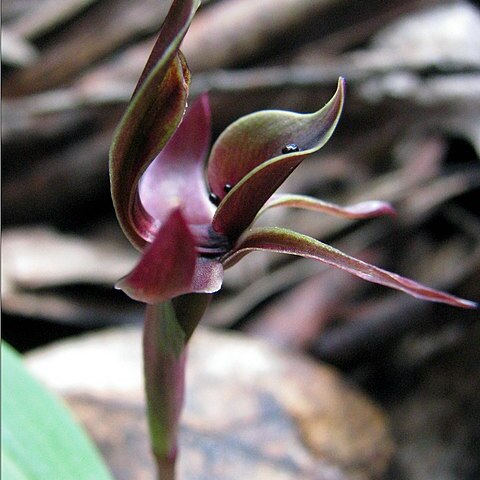 Chiloglottis valida unspecified picture