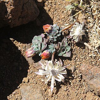 Chaetanthera glabrata unspecified picture