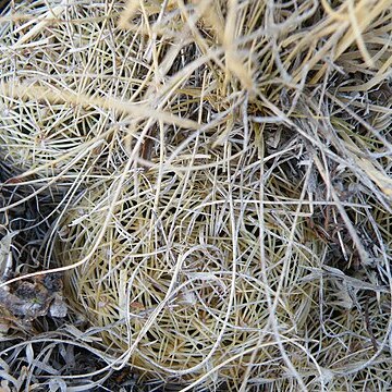 Coryphantha ottonis unspecified picture