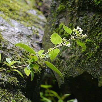 Leptodermis lanceolata unspecified picture