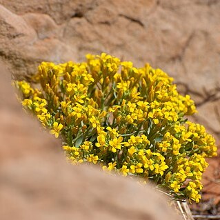 Physaria newberryi unspecified picture