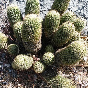 Coryphantha glassii unspecified picture