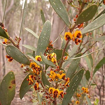 Daviesia mimosoides unspecified picture