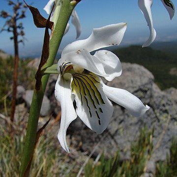 Chloraea longipetala unspecified picture