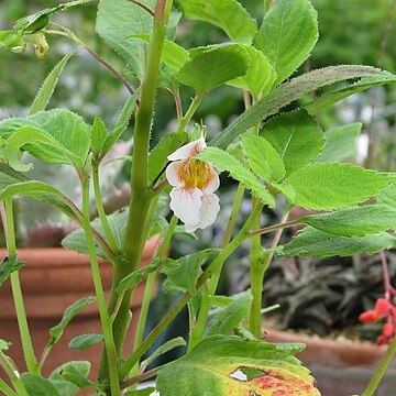 Impatiens oxyanthera unspecified picture