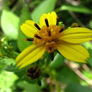 Bidens asymmetrica unspecified picture