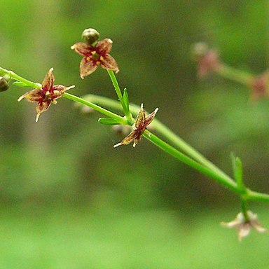 Galium latifolium unspecified picture