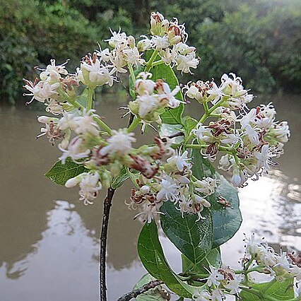 Bothriospora unspecified picture