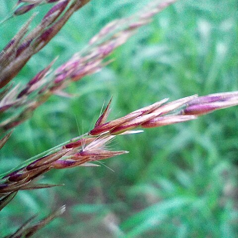 Calamagrostis villosa unspecified picture