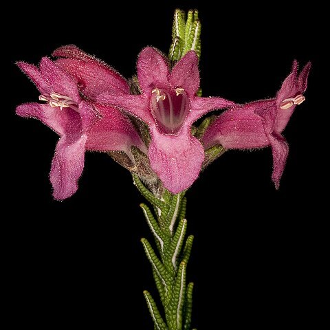 Chloanthes coccinea unspecified picture