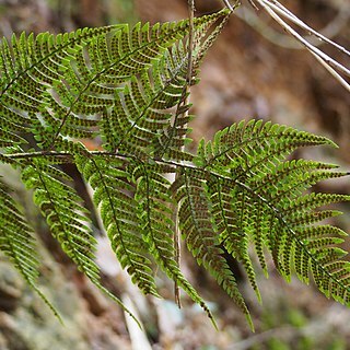 Dryopteris sacrosancta unspecified picture