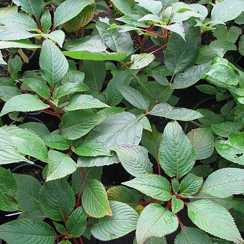 Impatiens macrophylla unspecified picture