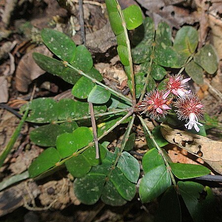 Biophytum somnians unspecified picture