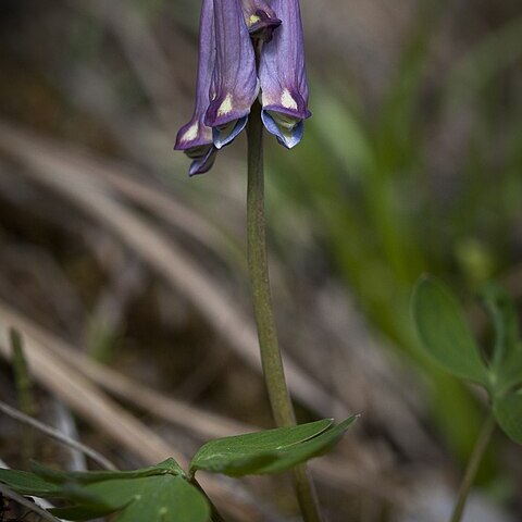 Corydalis pauciflora unspecified picture