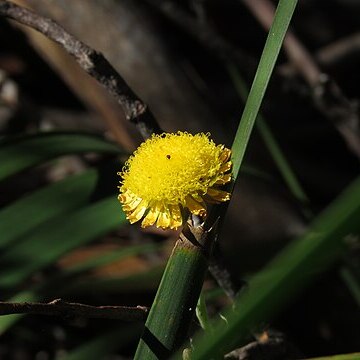 Coronidium rutidolepis unspecified picture