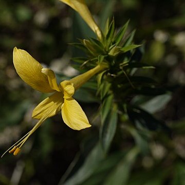 Barleria cuspidata unspecified picture