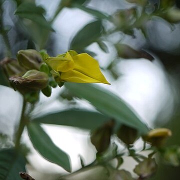 Crotalaria berteroana unspecified picture