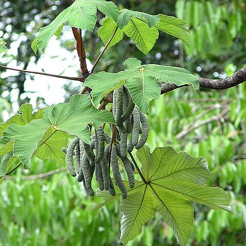 Cecropia latiloba unspecified picture