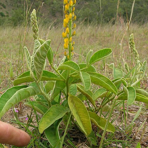 Crotalaria mitchellii unspecified picture