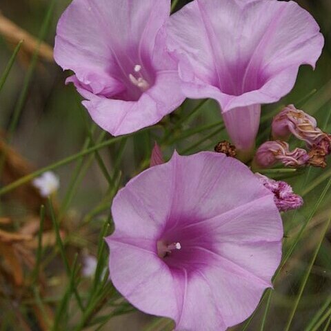 Ipomoea campestris unspecified picture