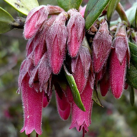 Macleania mollis unspecified picture