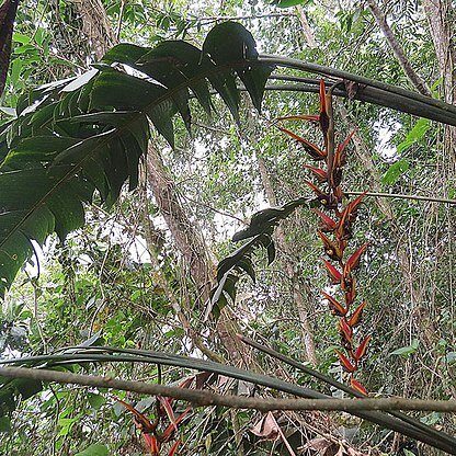 Heliconia pastazae unspecified picture