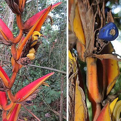 Heliconia pastazae unspecified picture