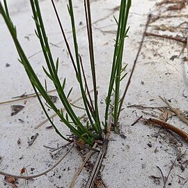 Comesperma defoliatum unspecified picture