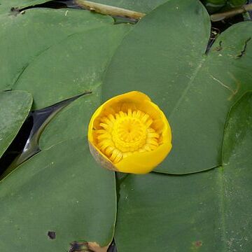 Nuphar unspecified picture