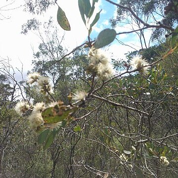 Eucalyptus aquatica unspecified picture