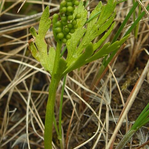 Botrychium lanceolatum unspecified picture