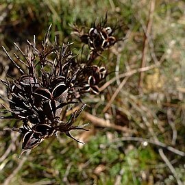 Haemodorum planifolium unspecified picture