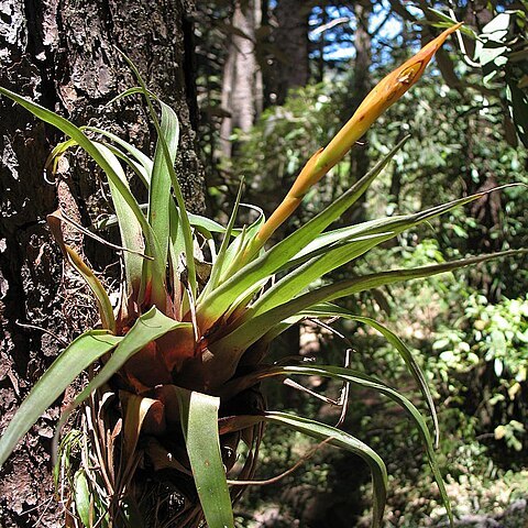 Tillandsia cryptopoda unspecified picture