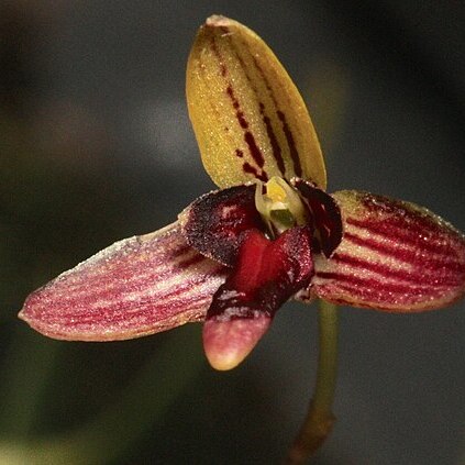 Bulbophyllum leptocaulon unspecified picture