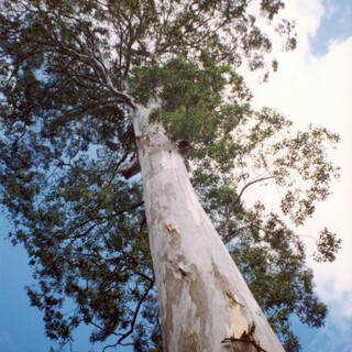 Eucalyptus deanei unspecified picture