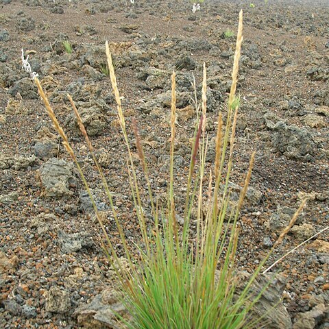 Trisetum glomeratum unspecified picture