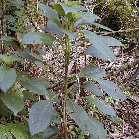 Cyrtandra platyphylla unspecified picture