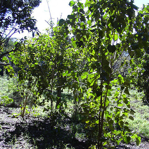 Croton guatemalensis unspecified picture