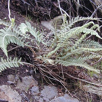 Polystichum haleakalense unspecified picture