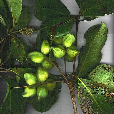 Terminalia melanocarpa unspecified picture