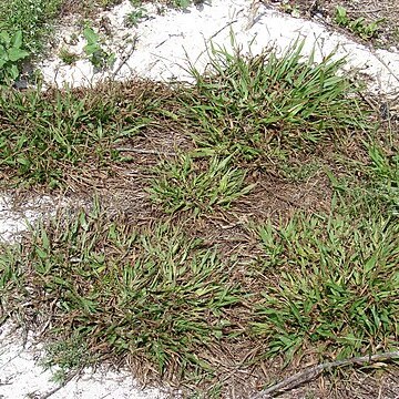 Paspalum setaceum unspecified picture