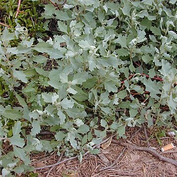 Atriplex suberecta unspecified picture