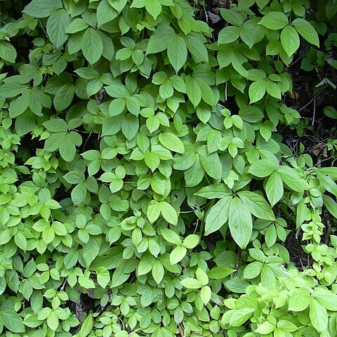 Dioscorea pentaphylla unspecified picture