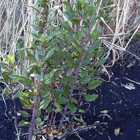 Stenogyne rugosa unspecified picture