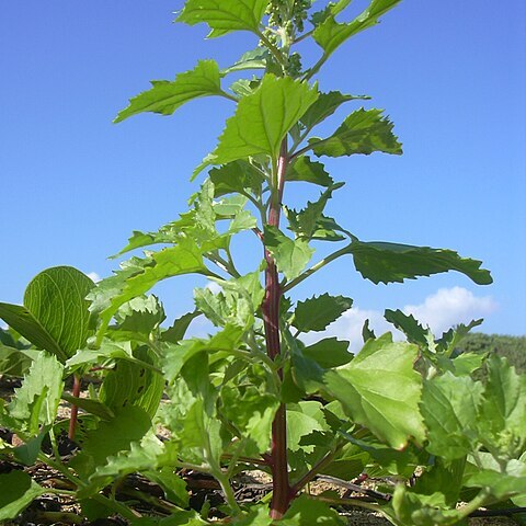 Chenopodium murale unspecified picture