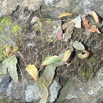 Elaphoglossum paleaceum unspecified picture