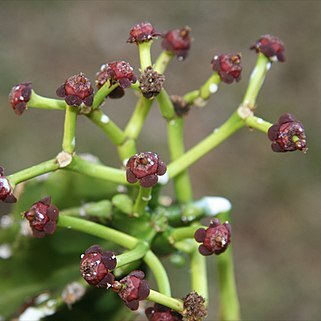 Euphorbia tanaensis unspecified picture