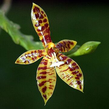 Phalaenopsis cornu-cervi unspecified picture